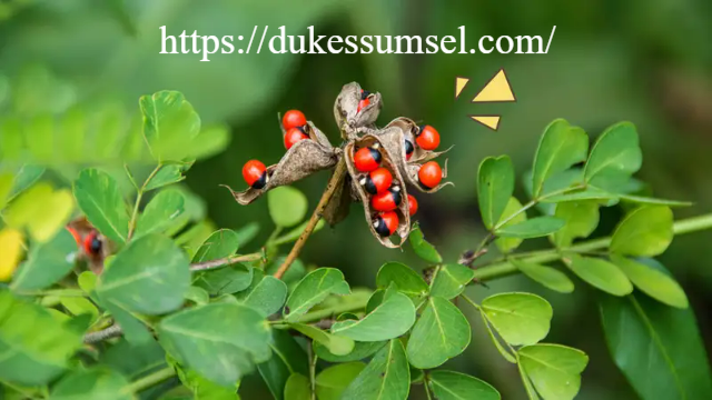Khasiat Tersembunyi dari Daun Saga: 9 Alasan Herbal Ini Layak