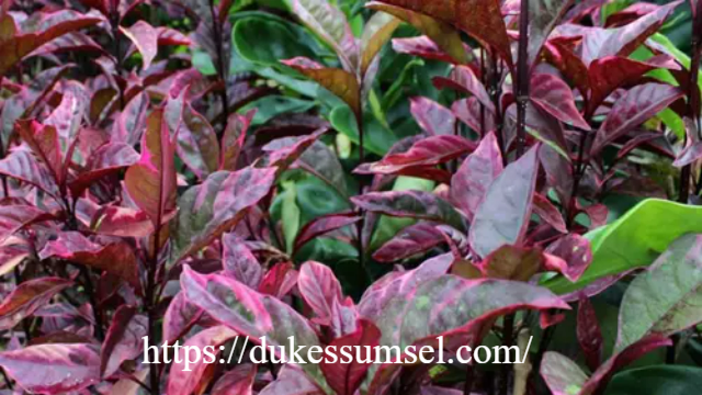 Rahasia Herbal Tropis: 8 Khasiat Daun Ungu